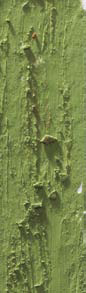 Pflanzenwuchs, Gras, Grün, Landschaft,